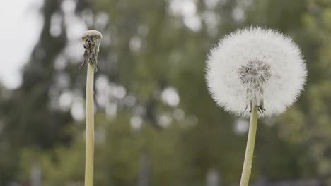 close macro view of to dandelion white flower green stems in focus and bury background during spring