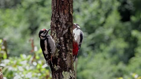 Entzückende-Dendrocopos-Großvögel,-Die-Auf-Einem-Baumstamm-In-Der-Natur-Sitzen