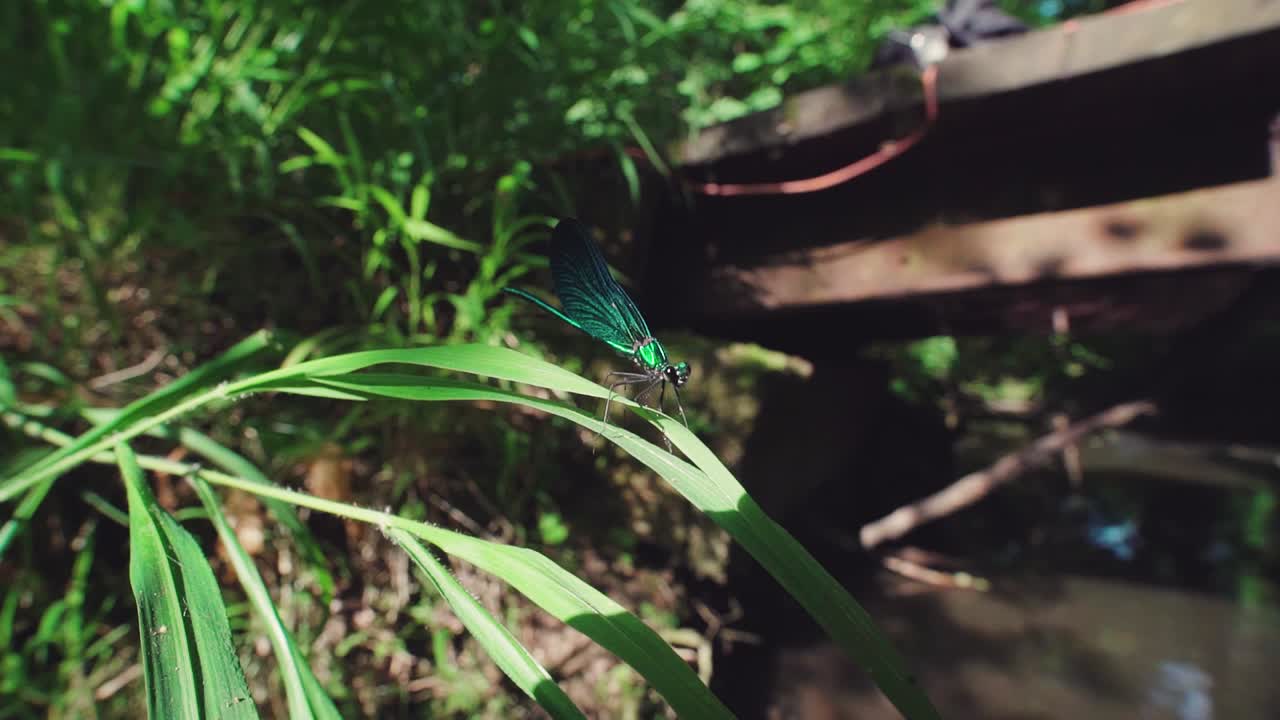 Nahaufnahme einer blauen Libelle auf Schilf, Ebony Jewelwing