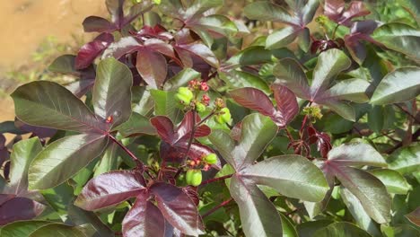 closeup of lush jatropha gossypiifolia, commonly known as bellyache bush plant in full bloom, showcasing its distinctive glossy maroon-green leaves, small red flowers, and green seed pods