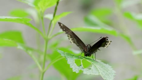 black butterfly spreading damaged wings on green leaves in nature garden