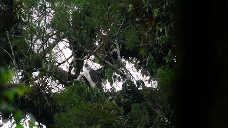 The-Philippine-Eagle-also-known-as-the-Monkey-eating-Eagle-is-critically-endangered-and-can-live-for-sixty-years-feeding-on-Monkeys,-Flying-Lemurs,-and-small-mammals-as-an-opportunist-Bird-of-Prey