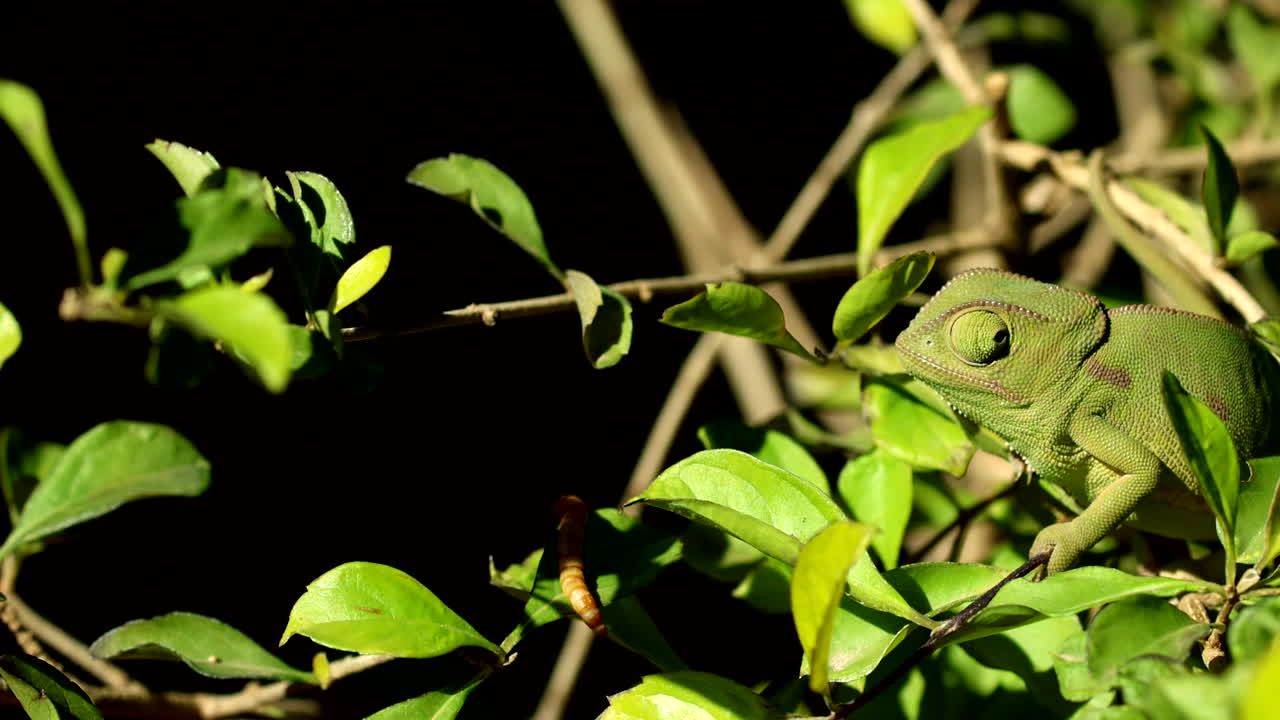 Alert eyes of green chameleon scanning for potential prey on leaf below, closeup