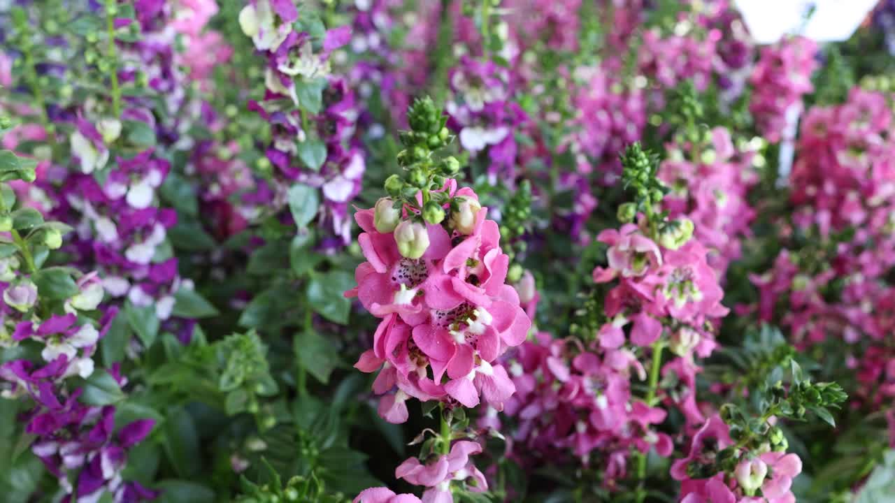 el lapso de tiempo de las flores que florecen en un jardín vibrante.
