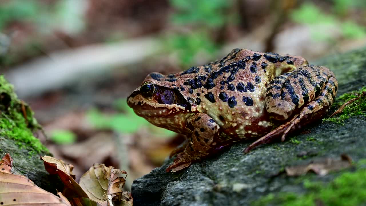 rana europea común con fondo borroso