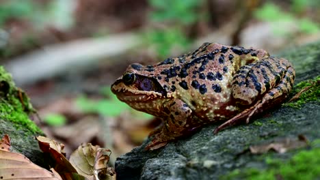 rana europea común con fondo borroso