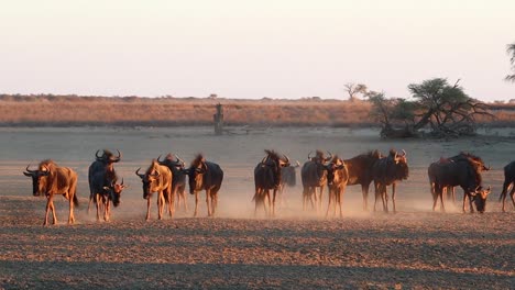 Confusión-De-ñus-Levantan-Polvo-En-Un-ángulo-De-Luz-Dorada-Del-Atardecer