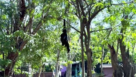 gibbon hanging in tree