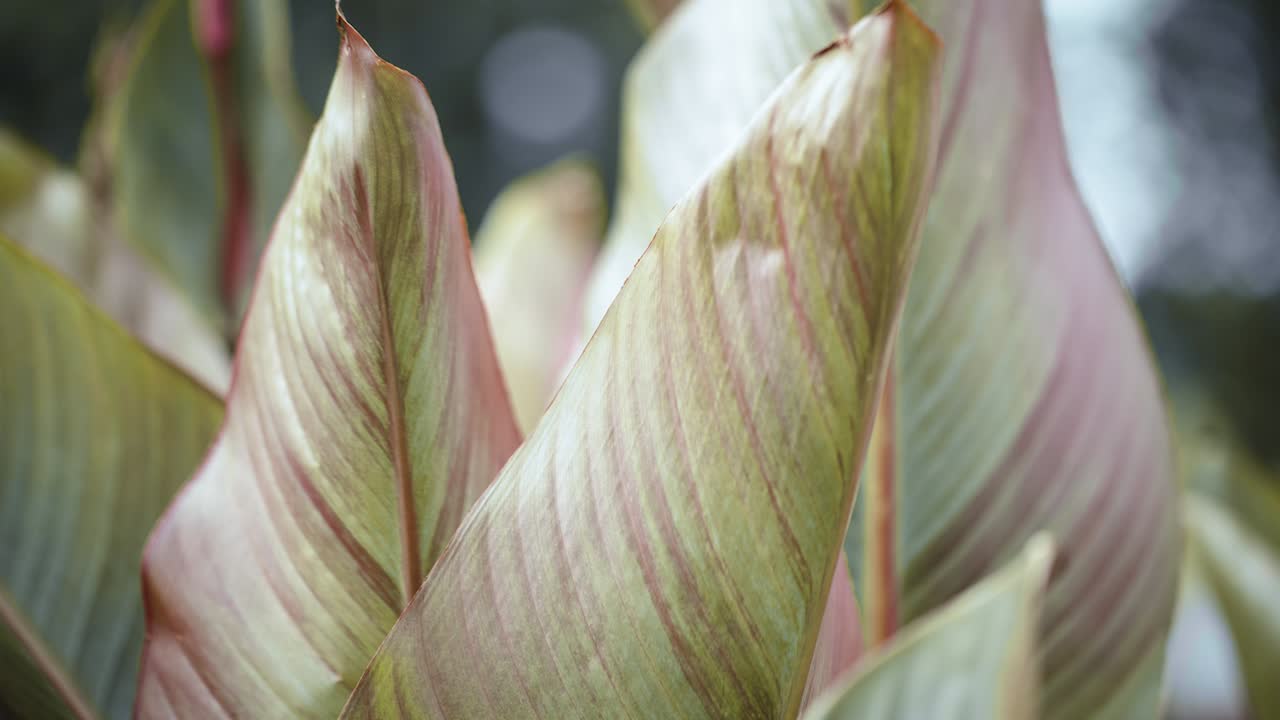 hermosas y coloridas hojas de plantas grandes meciéndose con el viento de cerca como un lapso de tiempo