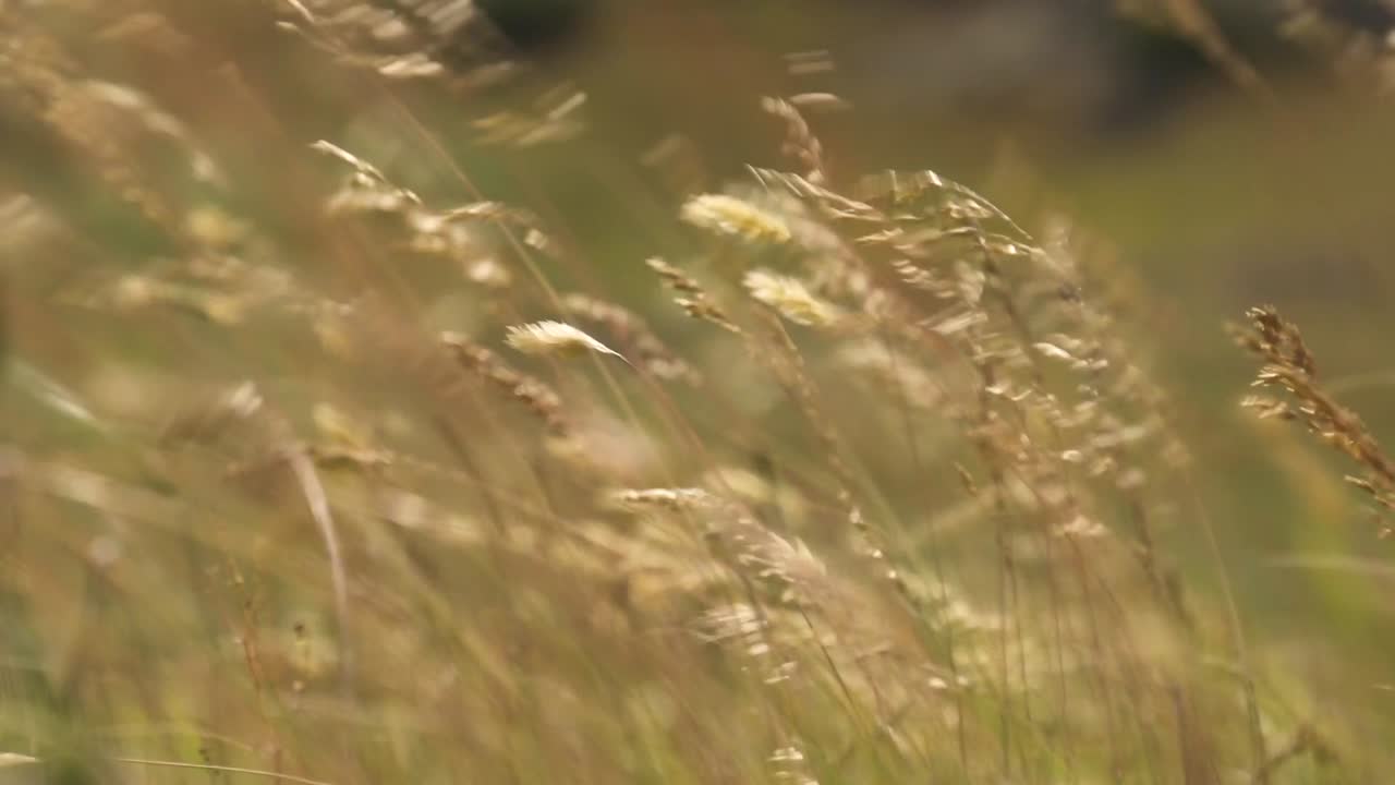 Golden grasses ripple gently on a sunny day in a quiet meadow. The warm glow creates a serene atmosphere, inviting calm and reflection
