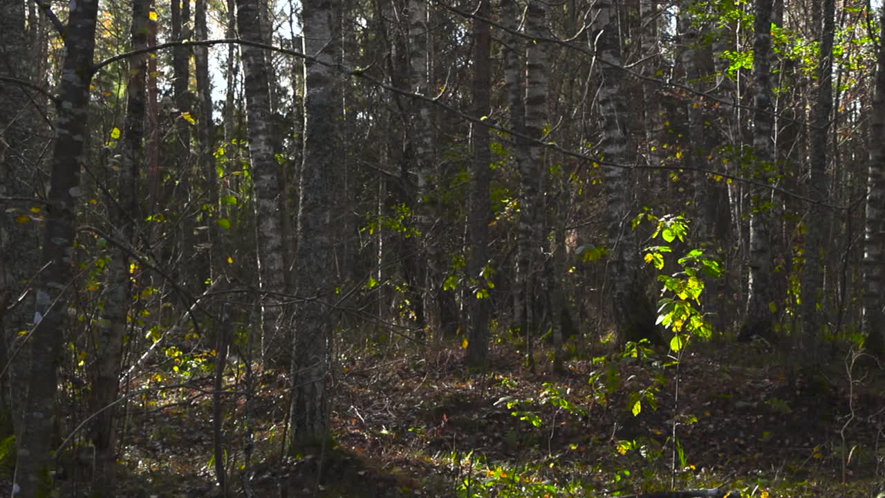 Camera moving over tall pine trees and birch trees in autumn sunlight in Laagri Estonian forest while sun is shining and casting shadows. Forest foliage and moss is on the ground and wet from weather.