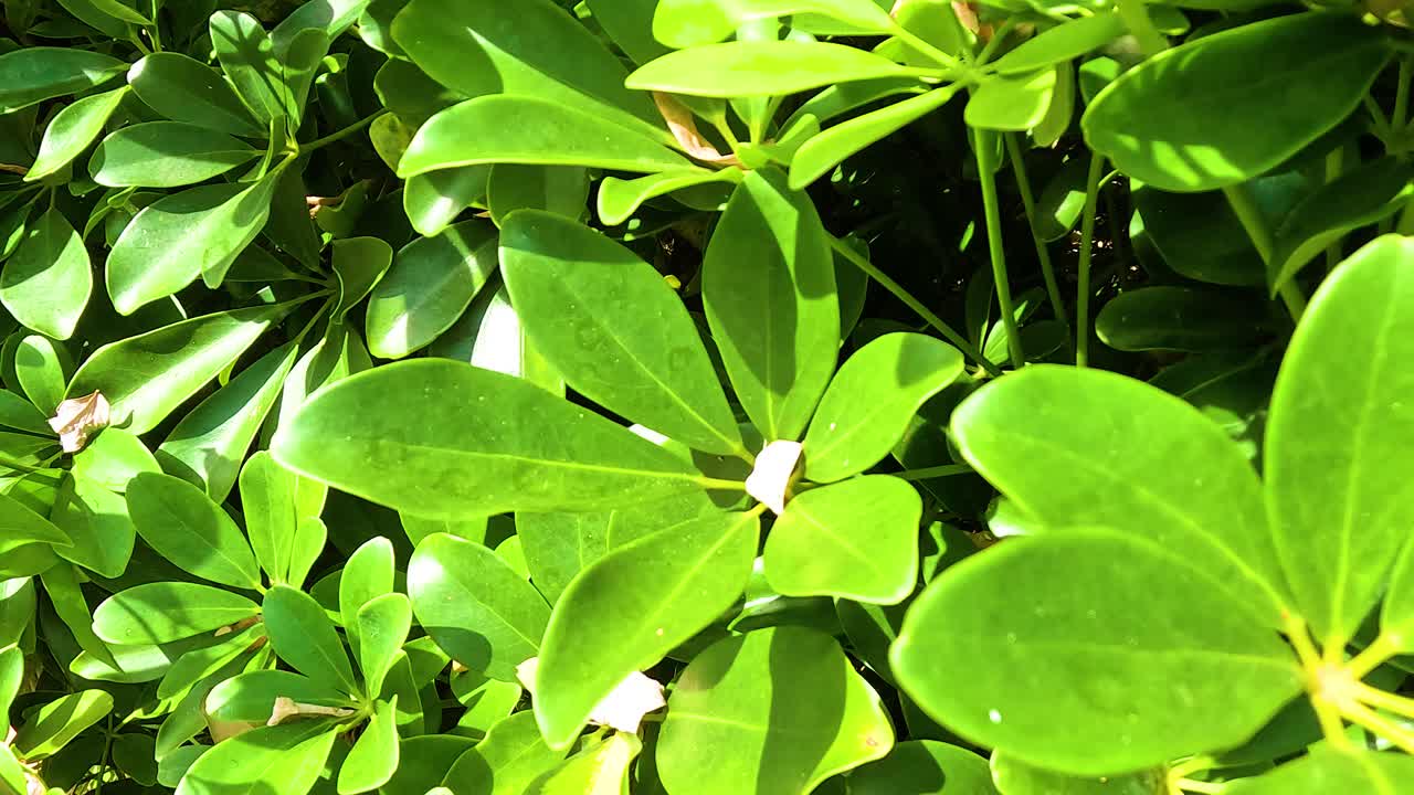 활기찬 초록색 잎 의 근접적 인 모습