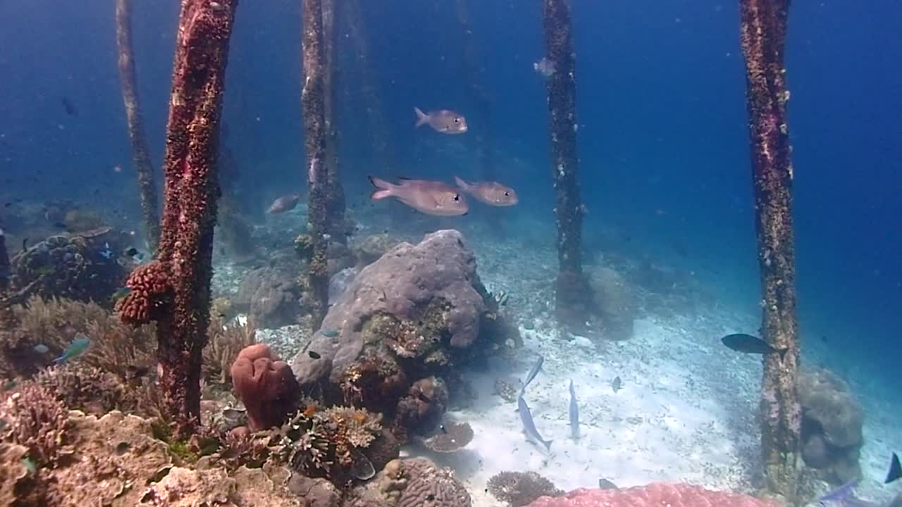 nadar bajo un muelle con hermosos corales y muchos peces