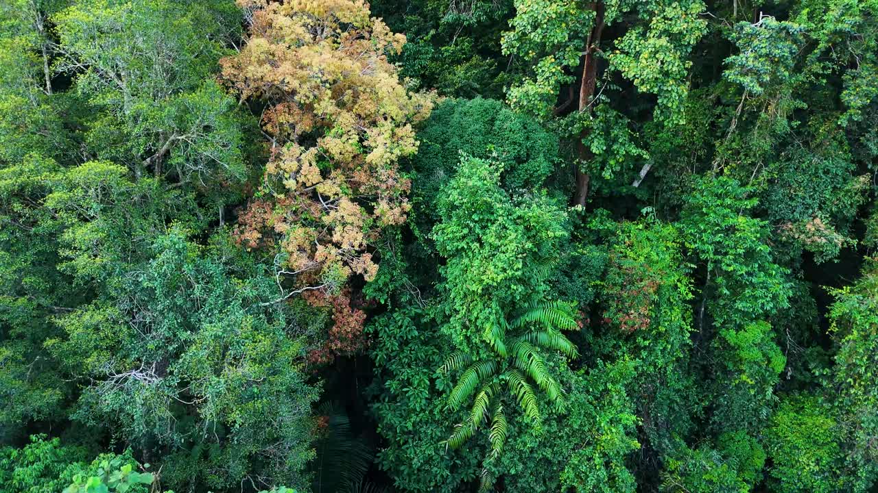 Aerial shot of dense tropical rainforest canopy in Malaysia’s Taman Negara National Park, showcasing rich biodiversity and vibrant tree textures.