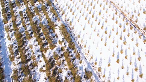 Pine-cone-nursery-in-winter