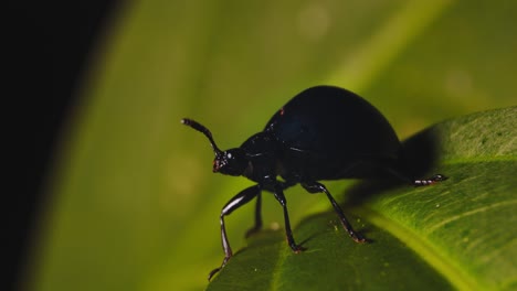 escarabajo azul oscuro brillante en una hoja limpiando sus partes bucales