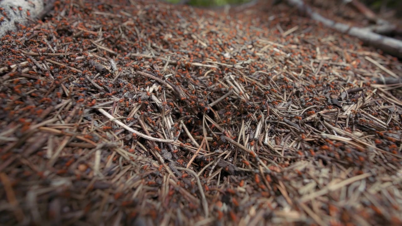Ant colony on the forest ground