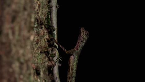 A portrait in the dark of the forest revealed in a transition from dark to light caused by the afternoon sun entering the forest, Blanford&#039;s Flying Dragon, Draco blanfordii, Thailand