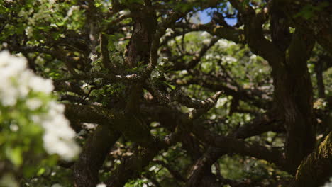 Im-Inneren-Des-Weißdornblütenbaums-Kommen-Verschiedene-Schattige-Zweige-Und-Weiße-Blüten-Zum-Vorschein,-Nahaufnahme