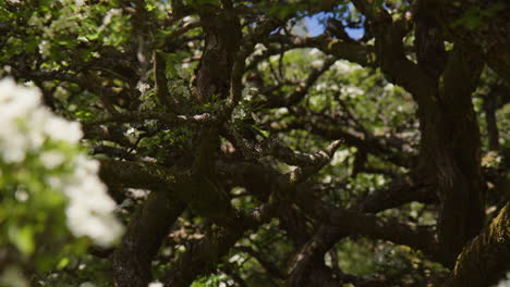 Inside-Hawthorn-Blossom-Tree,-Revealing-Various-Shaded-Branches-and-White-Blossoms,-Close-Up