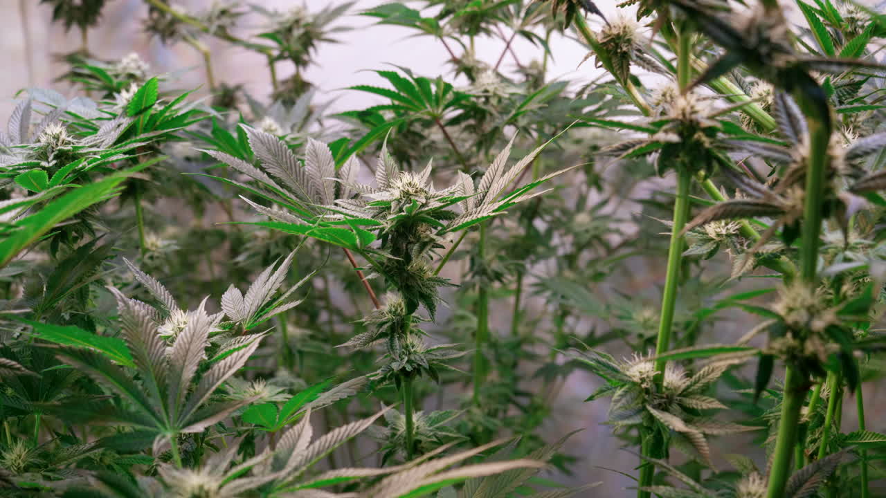 개화 단계에서 성장 텐트에서 자라는 대마초 식물의 샷
