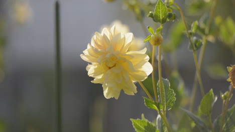 Gelbe-Dahlie-Auf-Einem-Garten