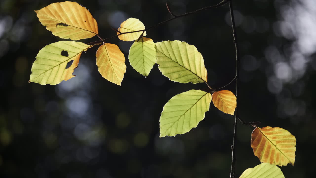 Beech tree leaves start to change autumn colour in an English forest, Worcestershire