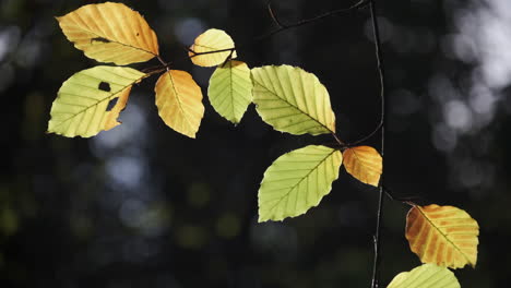 las hojas de los árboles de haya comienzan a cambiar de color otoñal en un bosque inglés, worcestershire