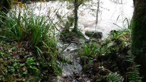 Wild-autumn-forest-stream-flowing-water-riverbank-wilderness-nature-dolly-right