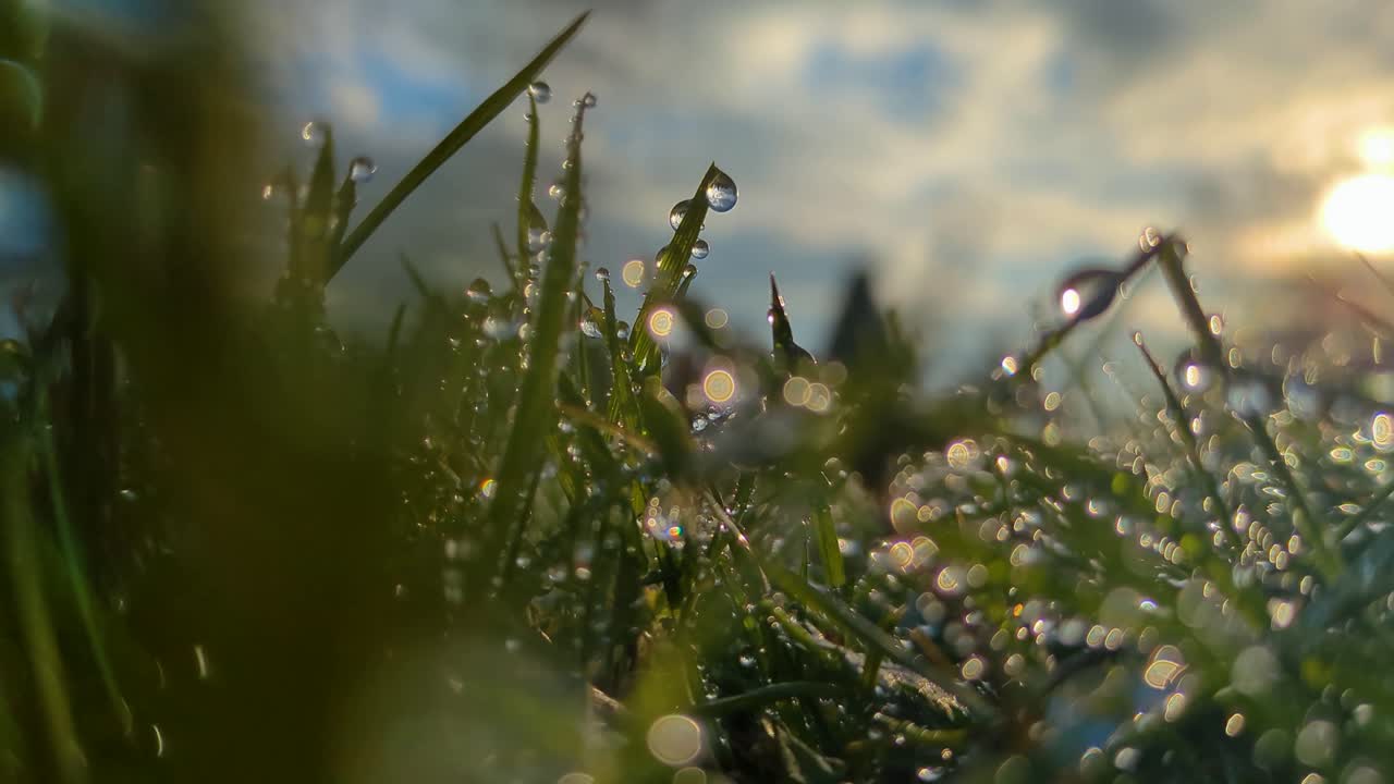 Close Up of Raindrops Clinging to Blades of Grass in Early Morning Sunrise Light in Winter Time. Natural Depth of Field Organic Bokeh Background.