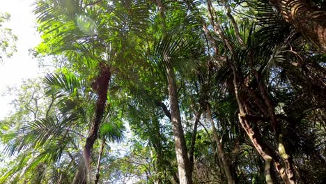 pov traveling through the sunny amazon jungle rainforest