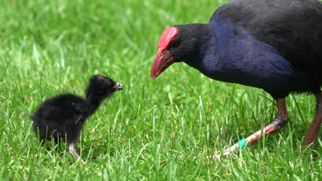 un pájaro de gallina de pantano pukeko alimentando a un pollito en nueva zelanda