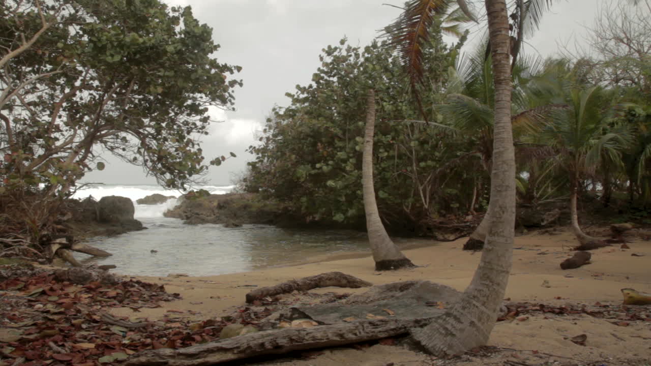 A tropical micro-paradise: golden sand, three palm trees, and quiet waves in an untouched cove.