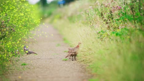 Common-Pheasant-chirps-moving-beak-calling-to-children-as-it-walks-on-dirt-path-between-tall-grass,-telephoto-rearview,-Groenzoom-Netherlands