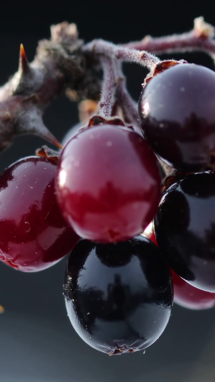 Video verticale: Luce mutevole che fa rivelare la rugiada sulle bacche, stelo spinoso e riflessi in studio.