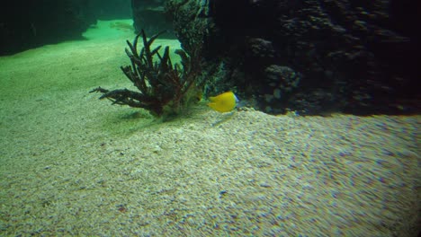 Foxface-Rabbitfish-Buscando-Comida-En-La-Arena-En-El-Fondo-De-Un-Acuario-En-El-Zoológico-De-Hamburguesas-En-Arnhem,-Países-Bajos