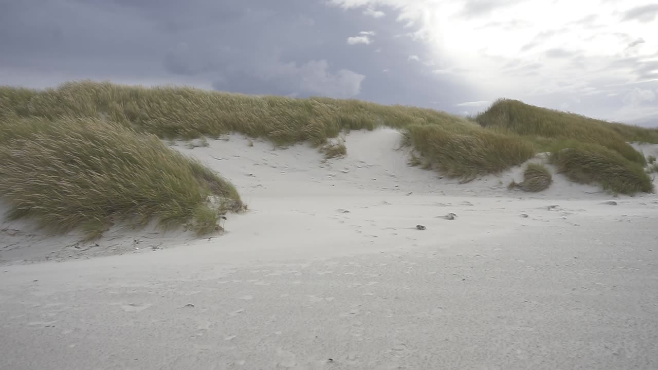 Grassy sand dunes swaying gently under cloudy skies, revealing coastal landscape's natural movement and tranquil environmental beauty