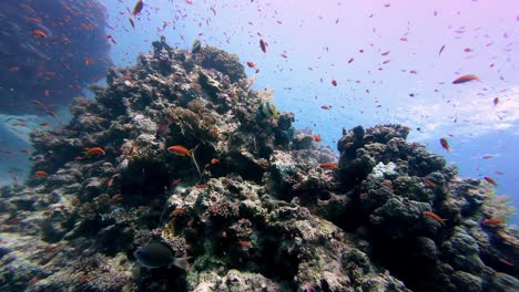 Escuela-De-Peces-Tropicales-En-Coloridos-Arrecifes-De-Coral-En-Dahab,-Egipto---Toma-Submarina