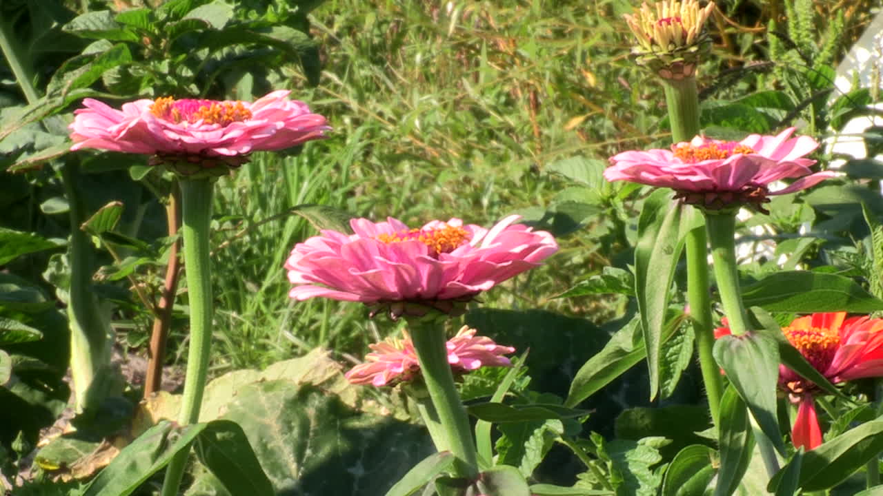 flores de zinnia rosadas en medio de la vegetación de plantas y hierbas