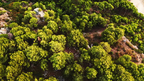 aerial top view of a nice structured ground and trees