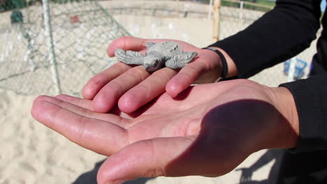 la tortuga bebé en las manos