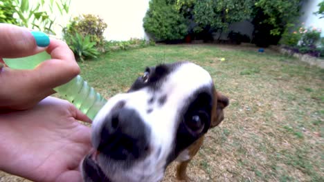 close-up shot of a boxer puppy biting on a chew toy in the owner's hand