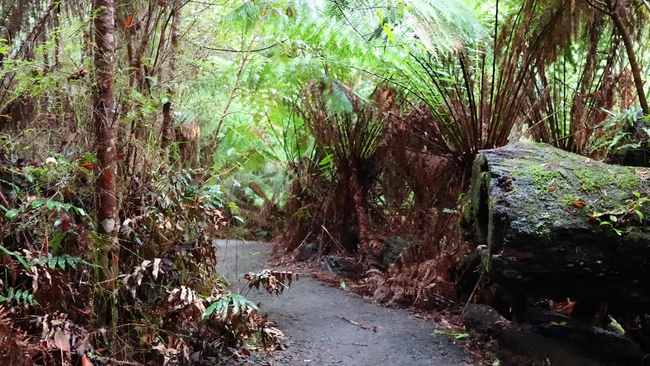 camino del bosque sereno con vegetación exuberante