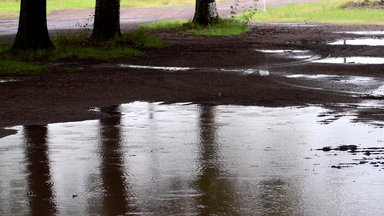 Raindrops fall on the surface of a pond, with tree trunks and vegetation reflected