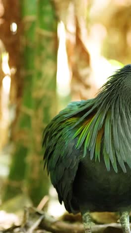 paloma nicobar observada en el zoológico de chonburi, tailandia