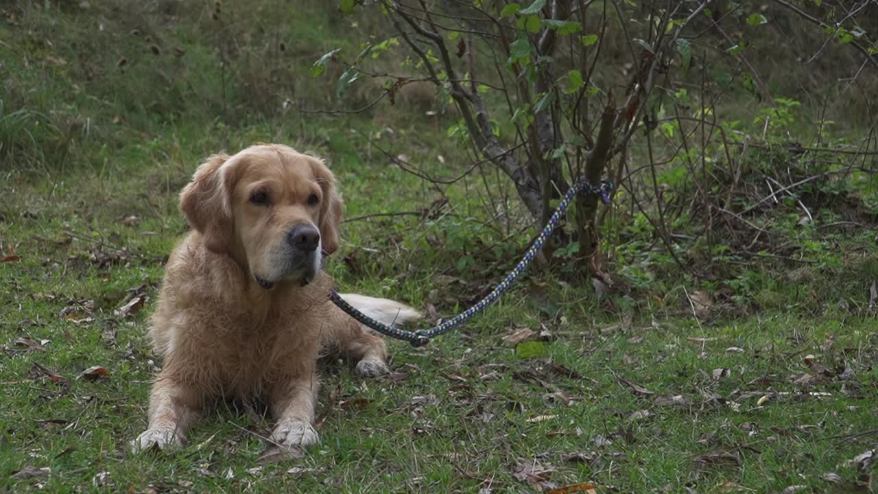 사랑스러운 털털한 골든 리트리버가 작은 덤불에 인 줄을 들고 시원한 녹색 풀 위에 누워 있습니다.