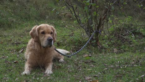 adorable fluffy golden retriever laying on cool green grass with leash tied to small bush