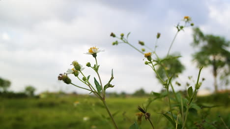 Niedere,-Die-Zwischen-Gräsern-Wachsen,-Werden-Vom-Wind-Verweht