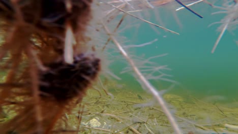 Bajo-El-Agua-De-Un-Pantano-Letón-Con-Agua-Azul-Y-Pura