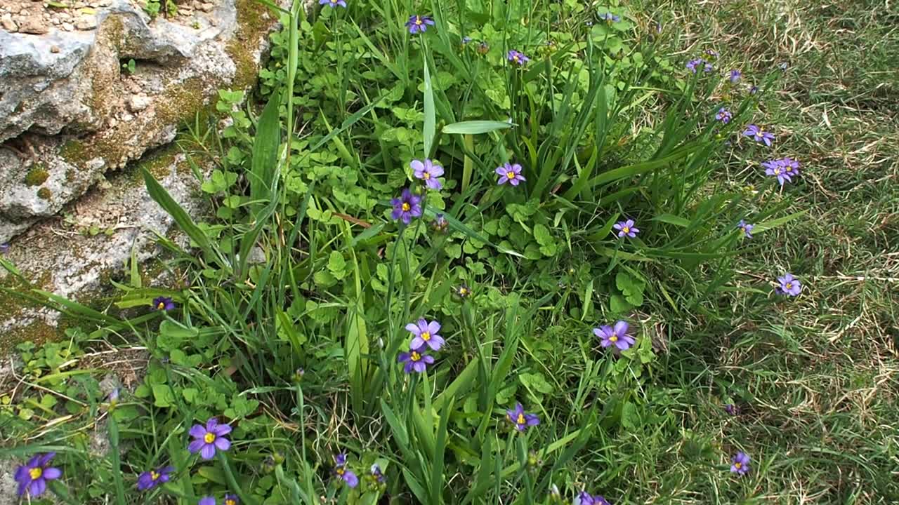 abejas polinizando la flor nacional de las bermudas "bermudiana".